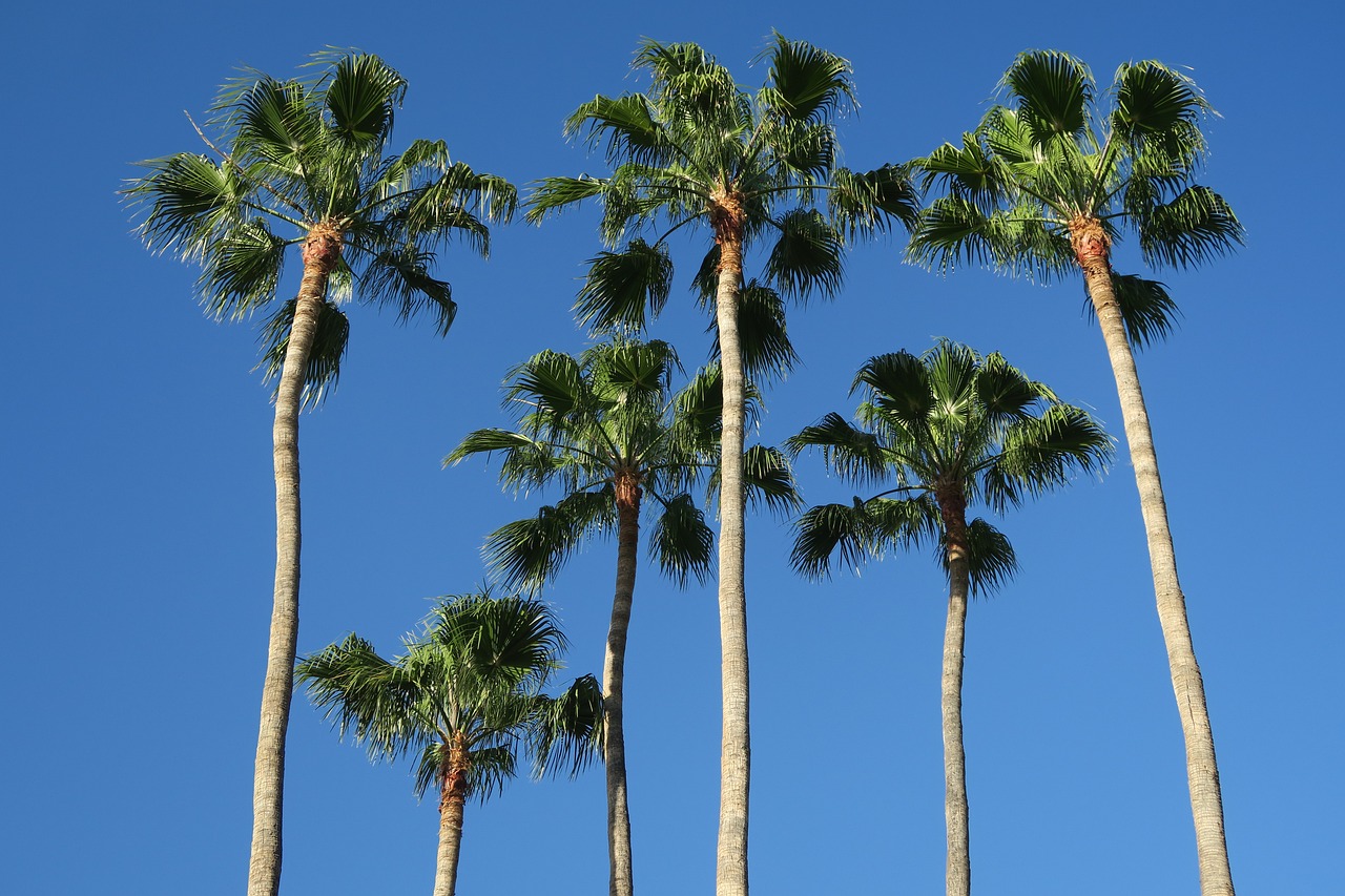 Poda de palmeras en Sotogrande